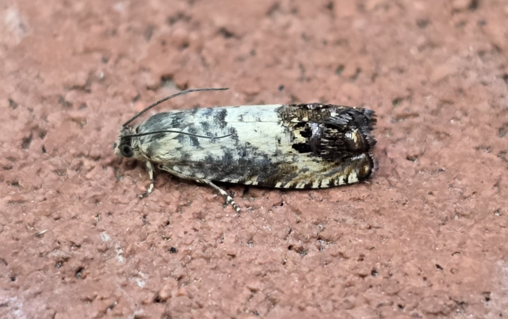 Photo of Acorn Piercer (Pammene fasciana)